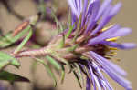 New England aster